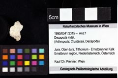 Foto (Objket + Etiketten) von Decapoda indet. 